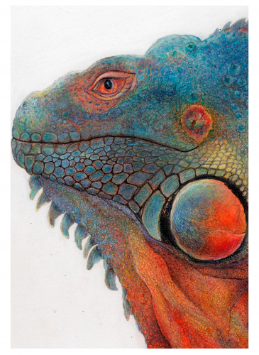 IGUANA-DETAIL1