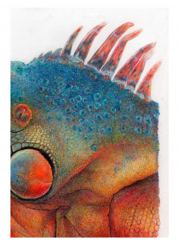 IGUANA-DETAIL3