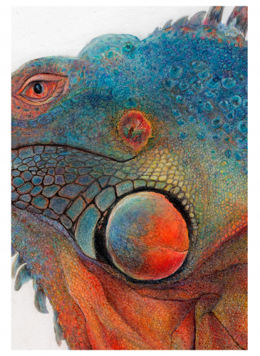 IGUANA DETAIL4